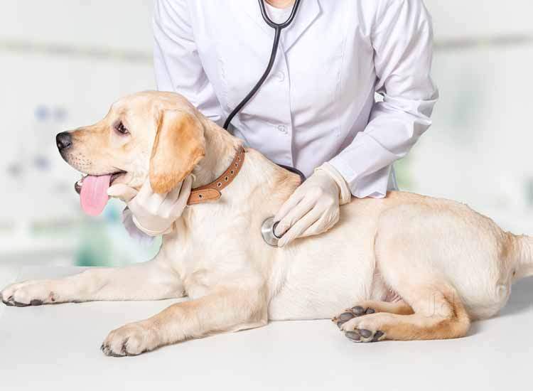 veterinary clinic services