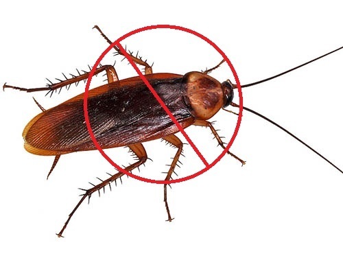 pest control cockroaches