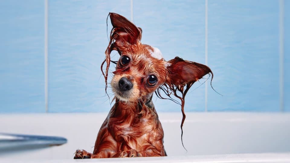 dog shampoo
