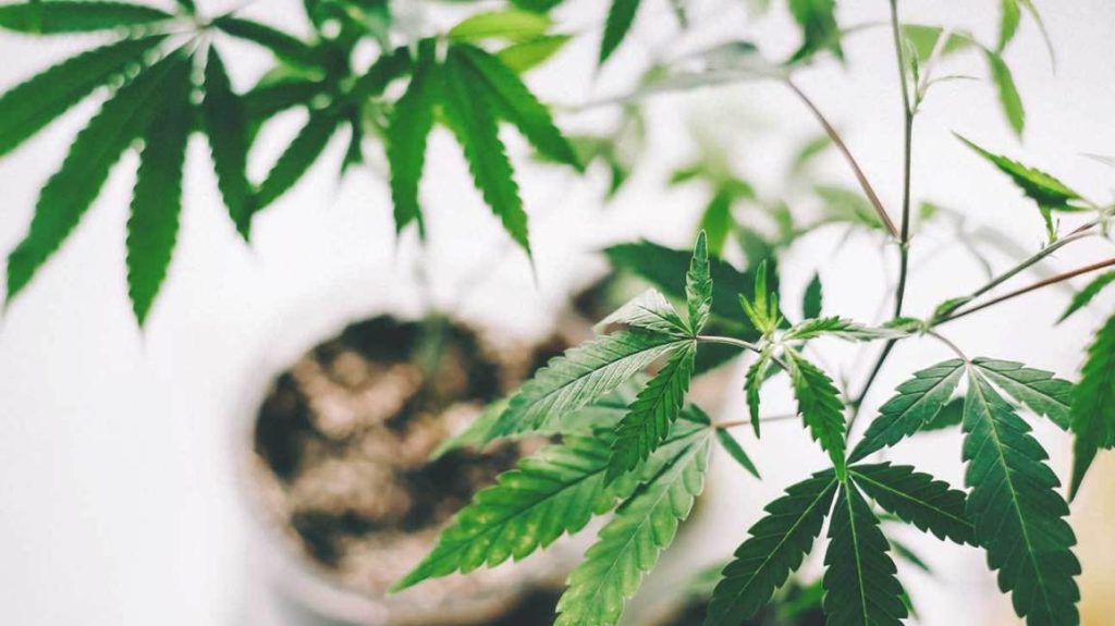 Cannabis